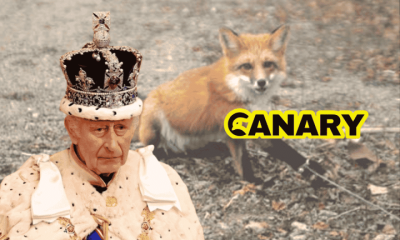 A picture of a fox with its paw stuck in a snare in the background. On the left in the front is the king in his weird finery. To the right is the Canary logo