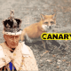 A picture of a fox with its paw stuck in a snare in the background. On the left in the front is the king in his weird finery. To the right is the Canary logo