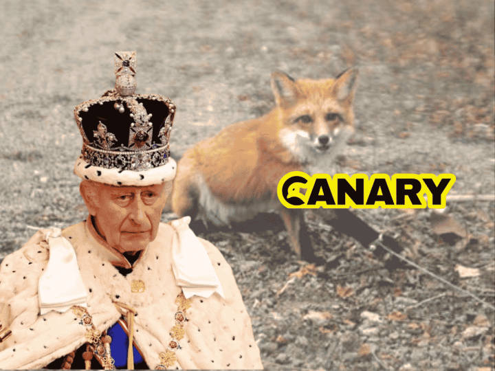 A picture of a fox with its paw stuck in a snare in the background. On the left in the front is the king in his weird finery. To the right is the Canary logo