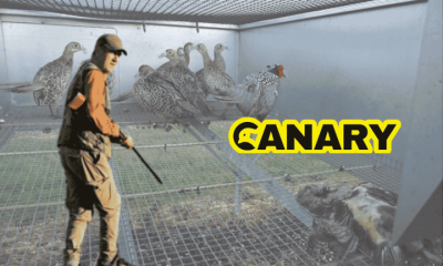 A picture of a small cage with pheasants in it in the background. One of them is dead. In the foreground we have a hunter with a gun looking back at the camera. One the right hand side is the Canary logo