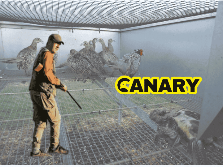 A picture of a small cage with pheasants in it in the background. One of them is dead. In the foreground we have a hunter with a gun looking back at the camera. One the right hand side is the Canary logo