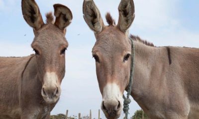 Two donkeys