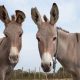 Two donkeys
