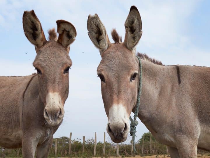 Two donkeys