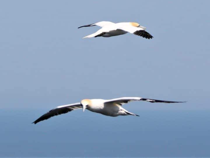 Gannets in flight NatureScot spending on guga hunt
