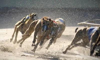 greyhounds