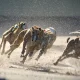 greyhounds