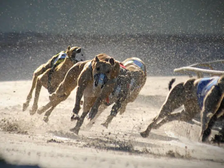 greyhounds