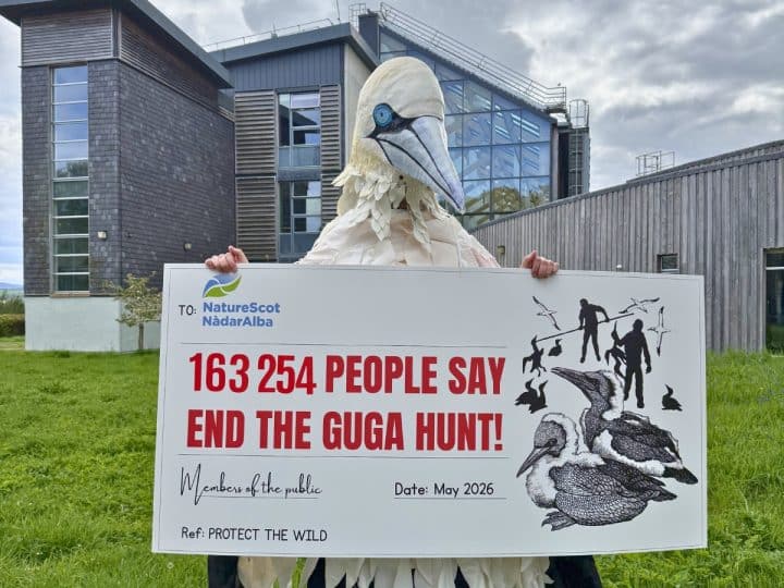 Rob Pownall, in gannet costume, holds a giant cheque representing a petition to NatureScot