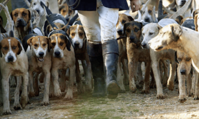 Hunting with Dogs Bill — Stormont