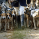 Hunting with Dogs Bill — Stormont