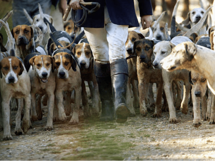 Hunting with Dogs Bill — Stormont