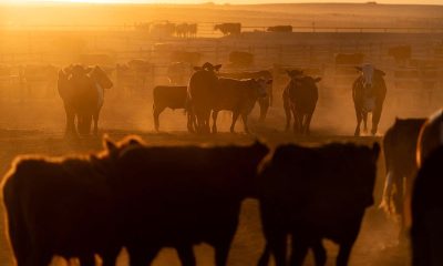 US beef producers hope China access is on Trump-Xi summit menu