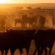 US beef producers hope China access is on Trump-Xi summit menu