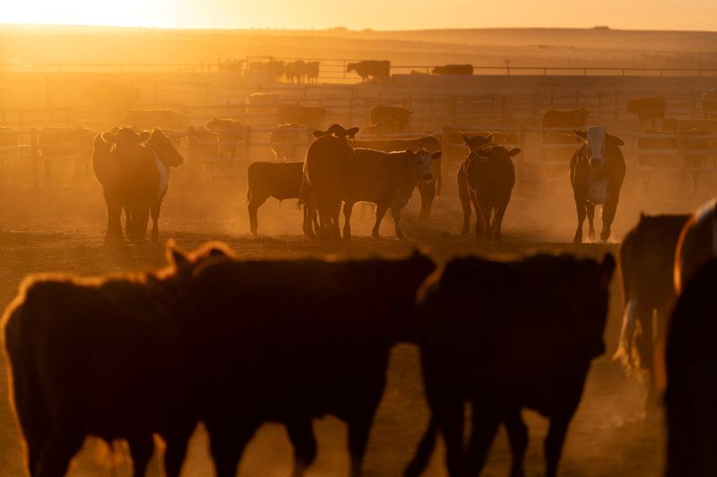 US beef producers hope China access is on Trump-Xi summit menu