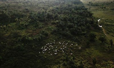 How China’s evolving consumer habits may protect the Amazon rainforest