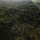 How China’s evolving consumer habits may protect the Amazon rainforest