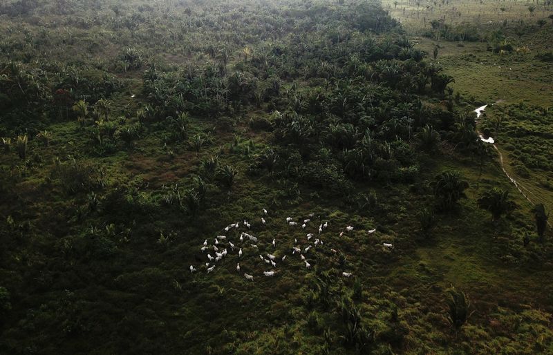 How China’s evolving consumer habits may protect the Amazon rainforest