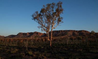 Climate change threatens global plant species as habitats shrink