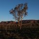 Climate change threatens global plant species as habitats shrink