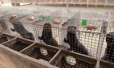 Mink in cages in a fur farm in China