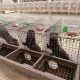 Mink in cages in a fur farm in China