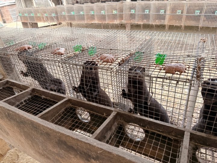 Mink in cages in a fur farm in China