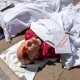 Christian Climate Action protesters stage a die-in at the Treasury over Rosebank