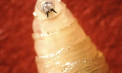 Flesh-eating screwworm that infests humans and pets found just a few miles from US border | News US