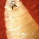 Flesh-eating screwworm that infests humans and pets found just a few miles from US border | News US
