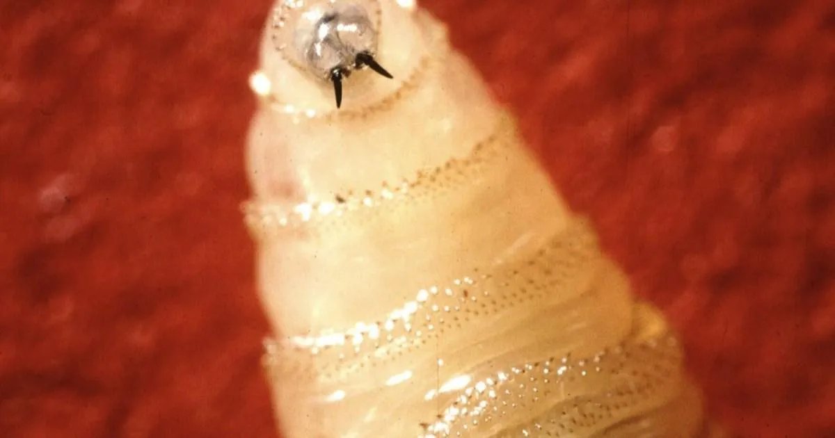 Flesh-eating screwworm that infests humans and pets found just a few miles from US border | News US