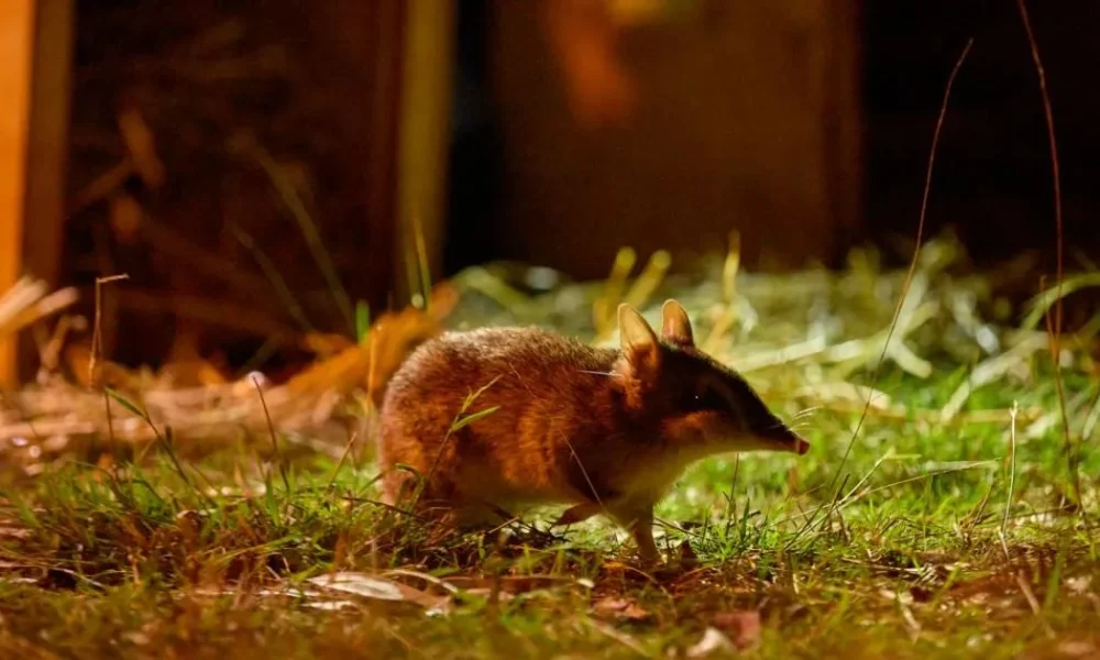 The 'extinct' bandicoot is back - and it's better than before