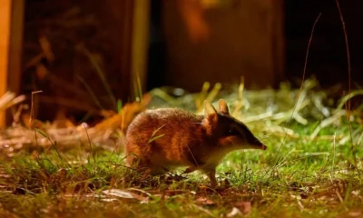 The 'extinct' bandicoot is back - and it's better than before