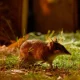 The 'extinct' bandicoot is back - and it's better than before