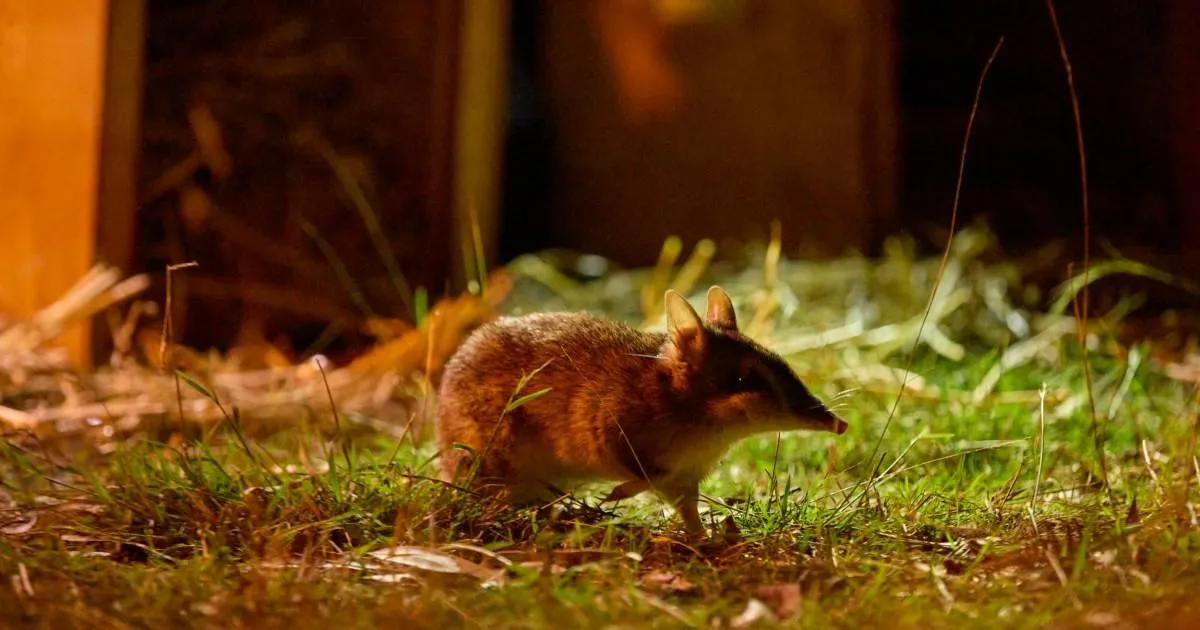 The 'extinct' bandicoot is back - and it's better than before