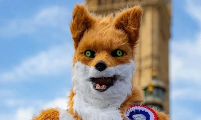 A giant fox is running against Andy Burnham in the Makerfield by-election | News UK