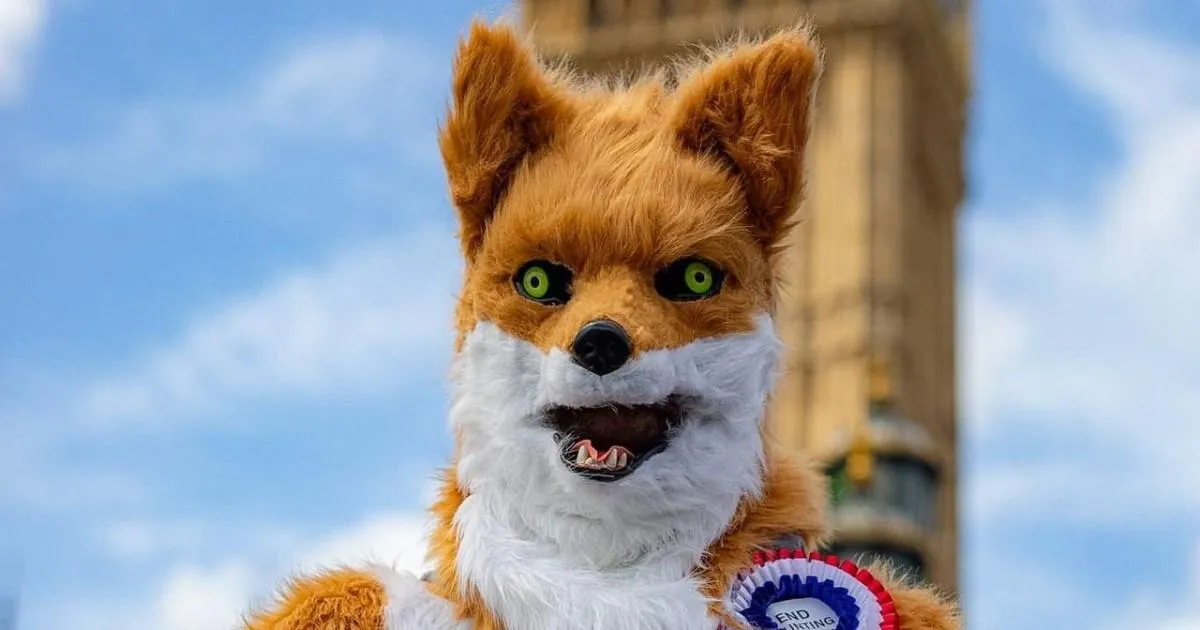 A giant fox is running against Andy Burnham in the Makerfield by-election | News UK