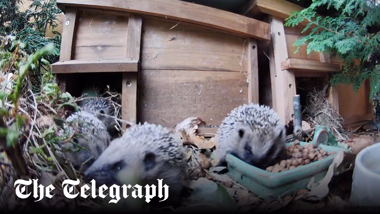 How to turn your garden into a hedgehog haven, according to our readers