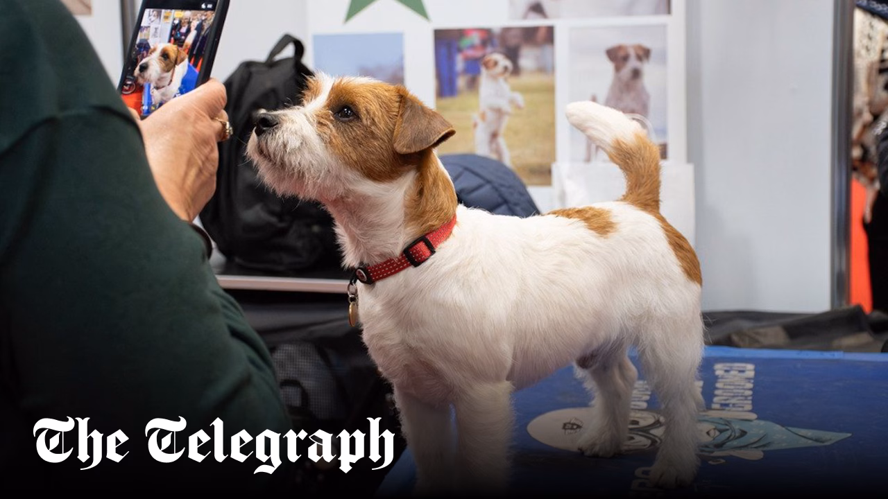 How to have a happy dog and other lessons from Crufts experts