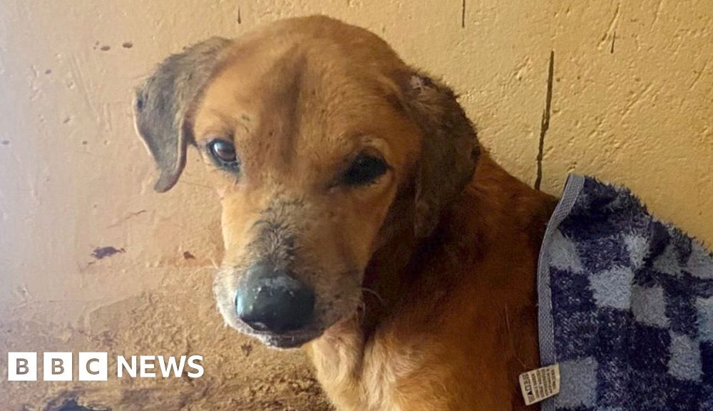 BBC uncovers the Ugandans abusing animals to elicit donations for shelters