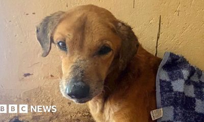 BBC uncovers the Ugandans abusing animals to elicit donations for shelters