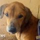 BBC uncovers the Ugandans abusing animals to elicit donations for shelters