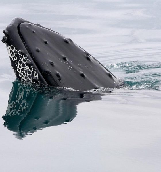 A bitcoin whale that went silent in 2013 moves $40 million in BTC