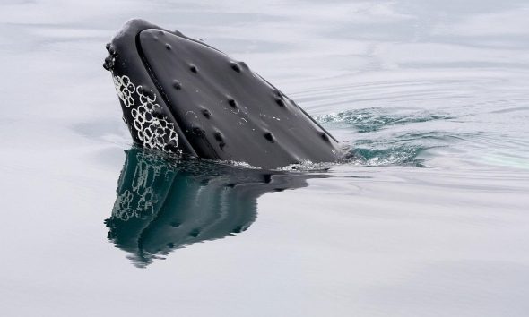 A bitcoin whale that went silent in 2013 moves $40 million in BTC