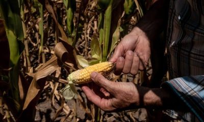 UK government trying to ‘cover up’ its ’embarrassment’ over nature and national security report