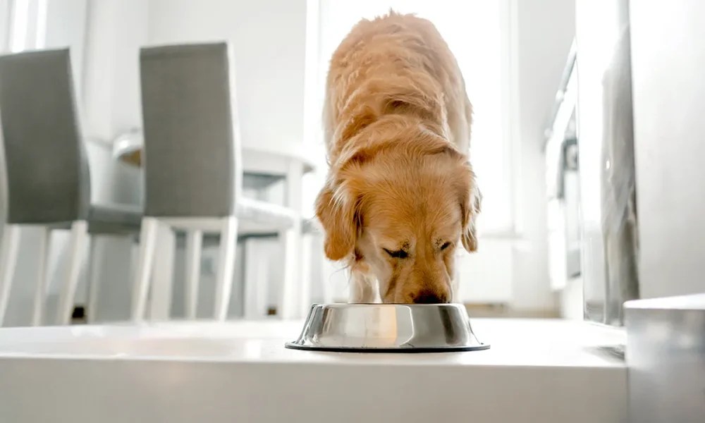 Albright's Raw Pet Food voluntarily recalls dog food over salmonella risk