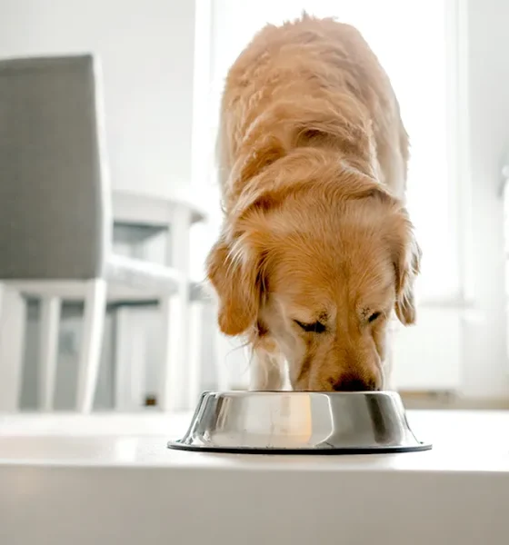 Albright's Raw Pet Food voluntarily recalls dog food over salmonella risk