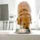Albright's Raw Pet Food voluntarily recalls dog food over salmonella risk
