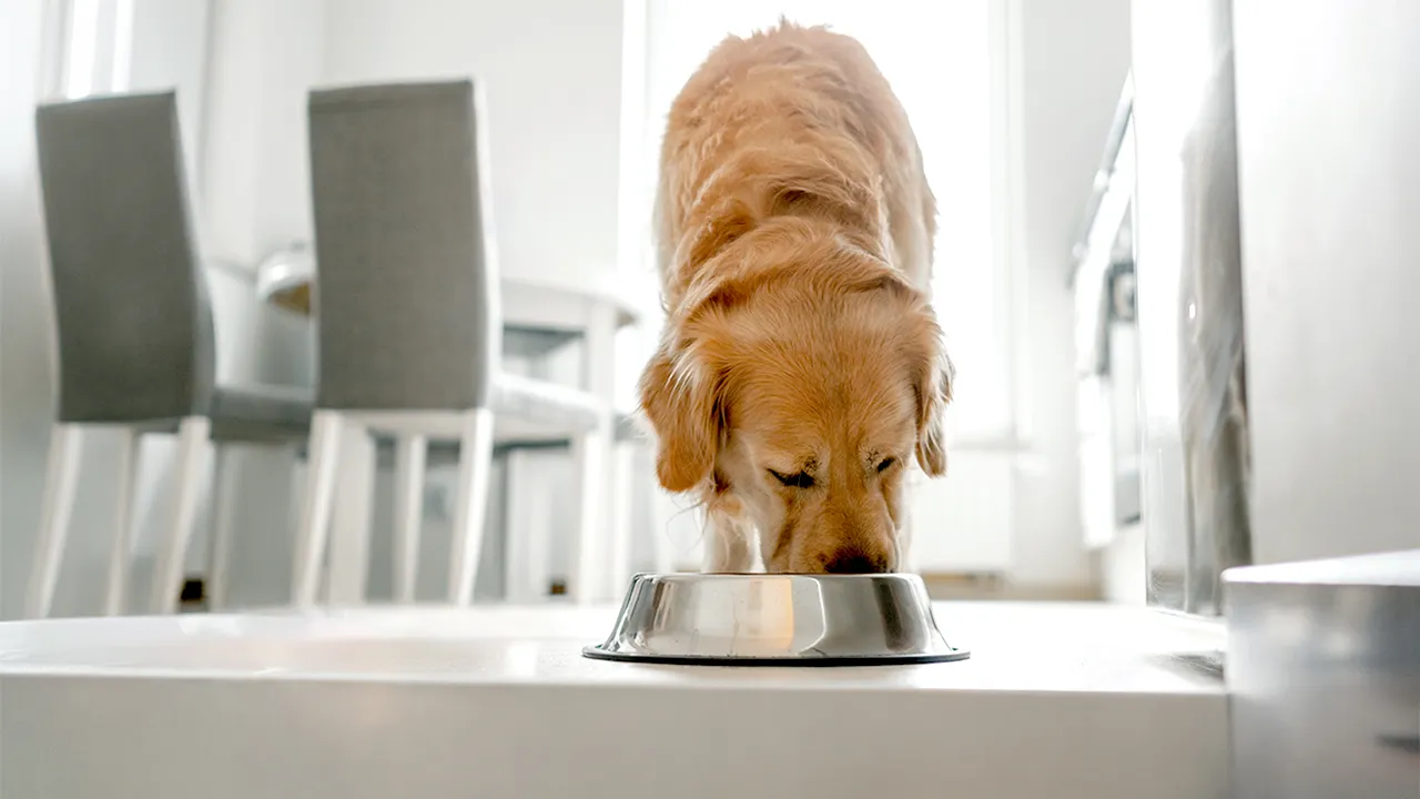 Albright's Raw Pet Food voluntarily recalls dog food over salmonella risk