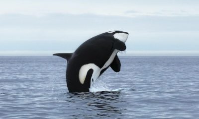 DEX Orca launches new marketplace for tokenized real-world assets